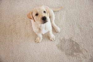 eliminate pet accidents on the floor with pet diapers