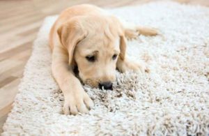 New Puppy Parents Guide to Cleaning Up Messes