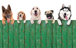 dogs on a fence
