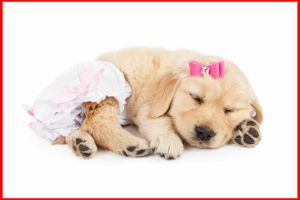 puppy with diapers sleeping